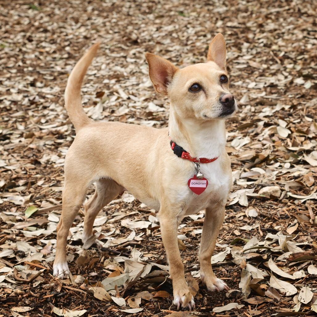 Enlarge Dorothy, a Adoptable mixed breed in Wimberley, TX image 5/6