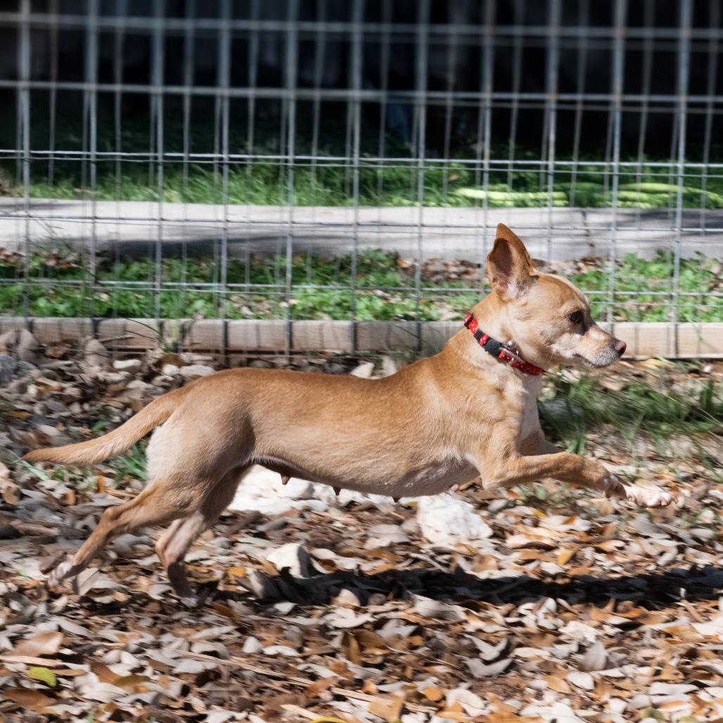 Enlarge Dorothy, a Adoptable mixed breed in Wimberley, TX image 6/6