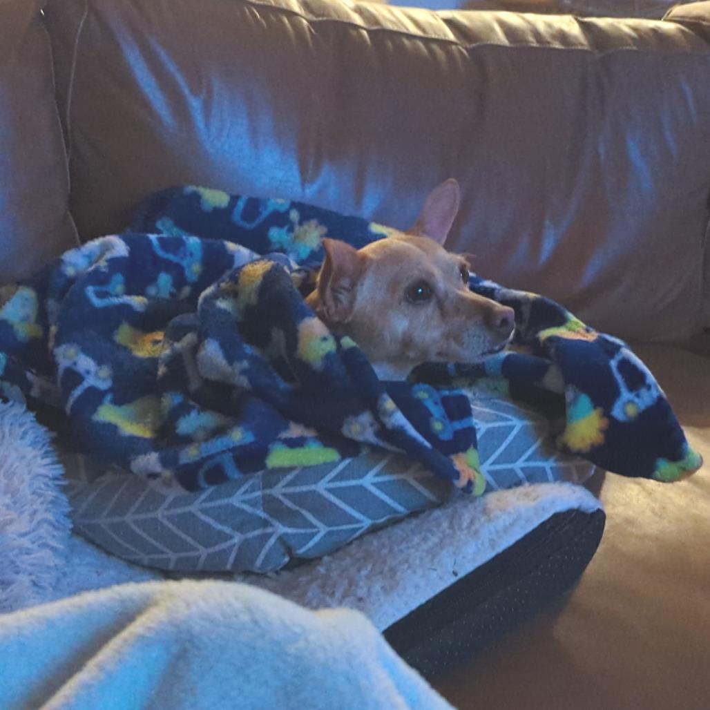 Enlarge Dorothy, a Adoptable mixed breed in Wimberley, TX image 5/6