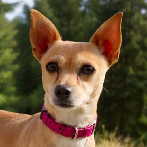 Enlarge Dorothy, a Adoptable mixed breed in Wimberley, TX image 6/6