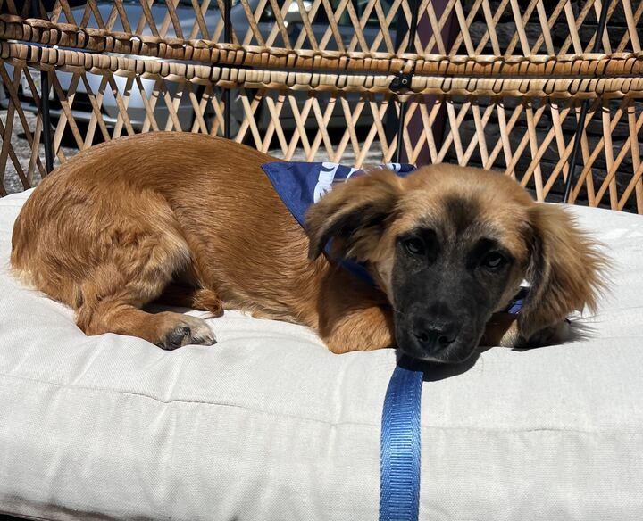 Enlarge Ron, a ADOPTABLE mixed breed in Clarksburg, MO image 1/4