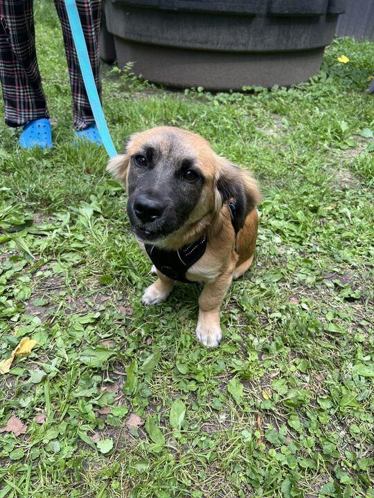 Ron, a ADOPTABLE mixed breed in Clarksburg, MO image 4/6