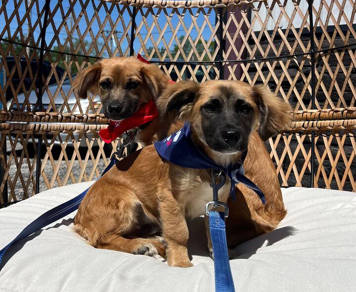 Enlarge Ron, a ADOPTABLE mixed breed in Clarksburg, MO image 2/4