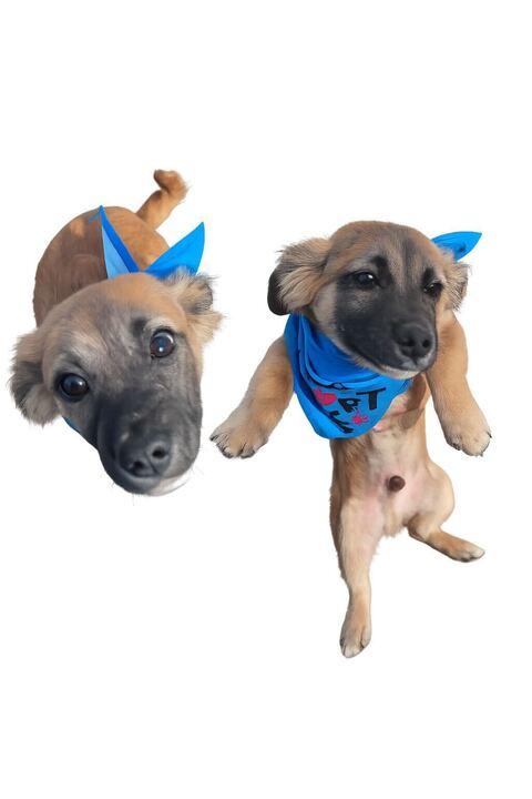 Ron, ADOPTABLE, Young Male Chihuahua & Pit Bull Terrier.