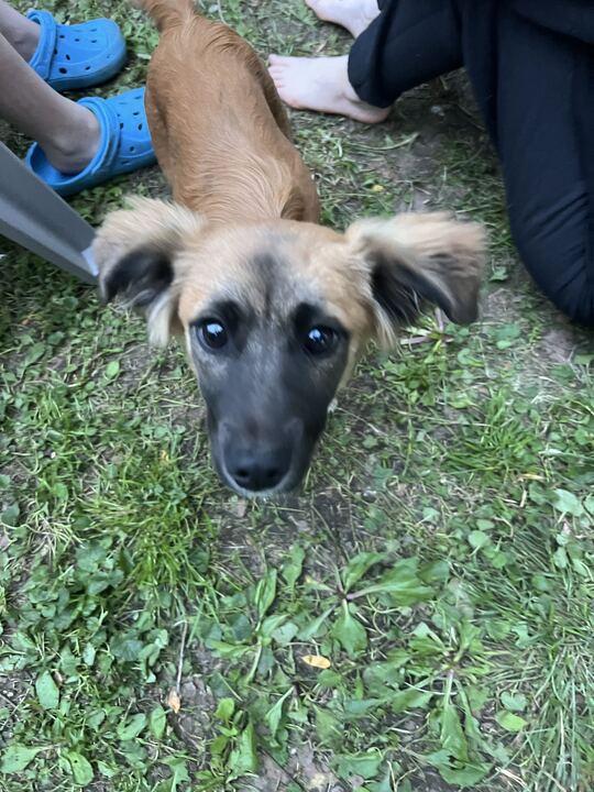 Ron, a ADOPTABLE mixed breed in Clarksburg, MO image 1/6