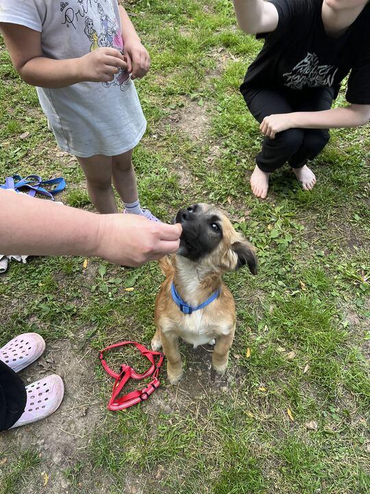 Ron, a ADOPTABLE mixed breed in Clarksburg, MO image 6/6