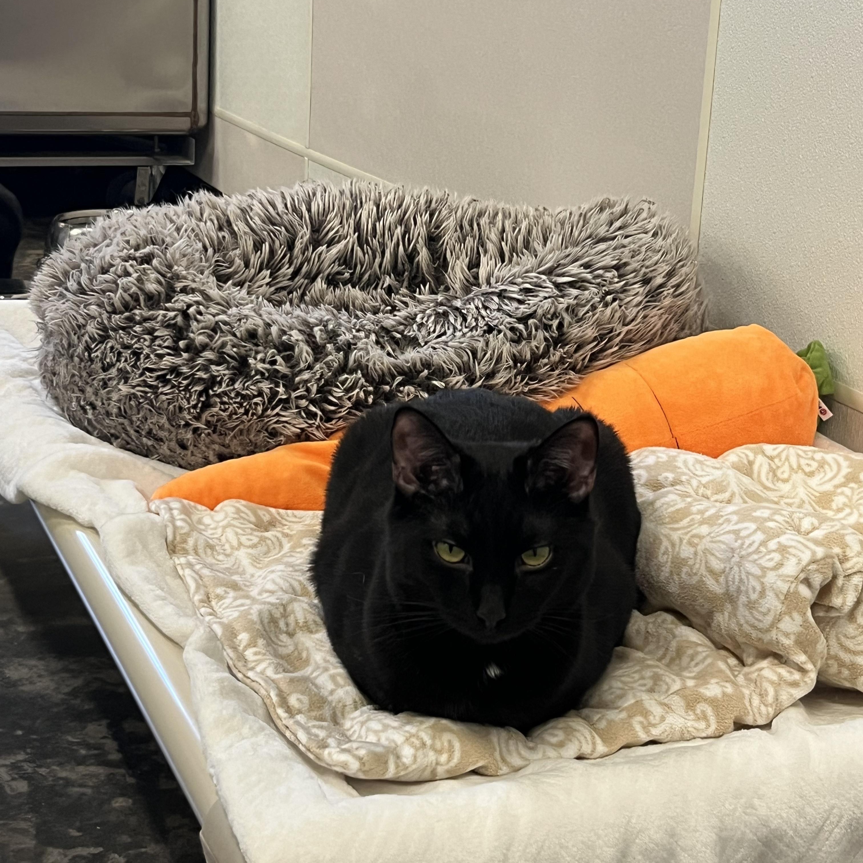 Enlarge Pie, a Adoptable Domestic Short Hair in Salisbury, NC image 2/5