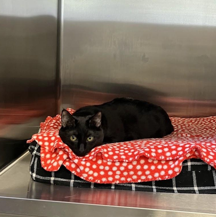Enlarge Pie, a Adoptable Domestic Short Hair in Salisbury, NC image 5/5