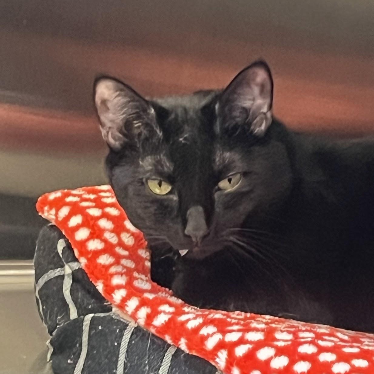 Enlarge Pie, a Adoptable Domestic Short Hair in Salisbury, NC image 4/5