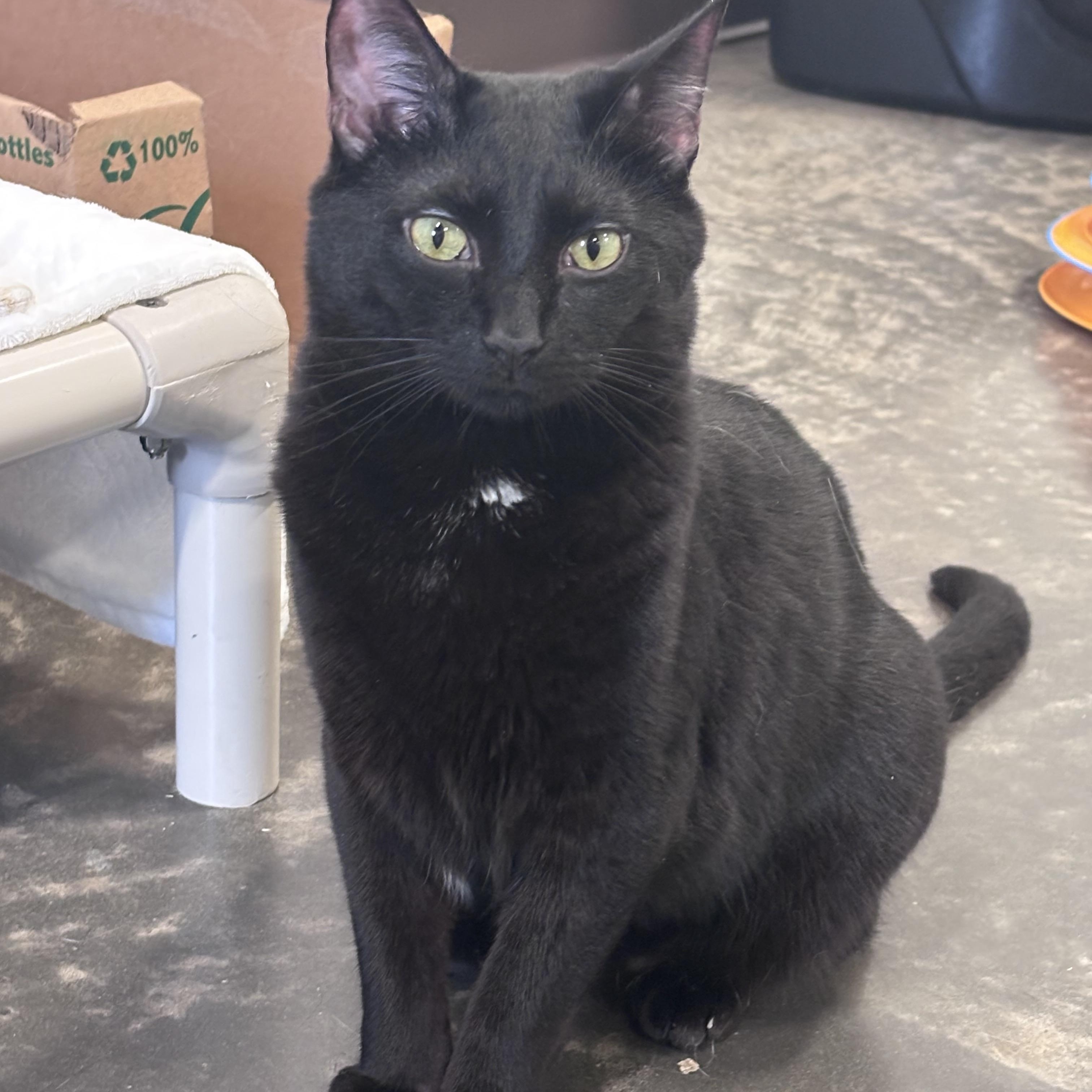 Pie, Adoptable, Young Male Domestic Short Hair.