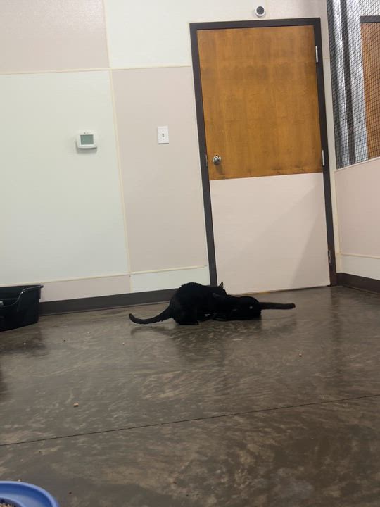 Enlarge Pie, a Adoptable Domestic Short Hair in Salisbury, NC video 3/5