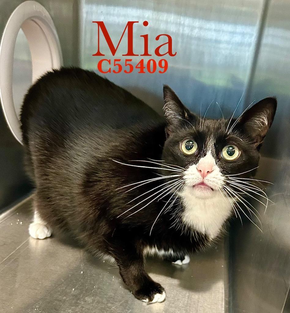 Mia, Adoptable, Adult Female American Shorthair.