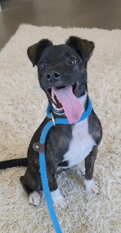 Pretti, Adoptable, Young Female American Staffordshire Terrier & Mixed Breed.