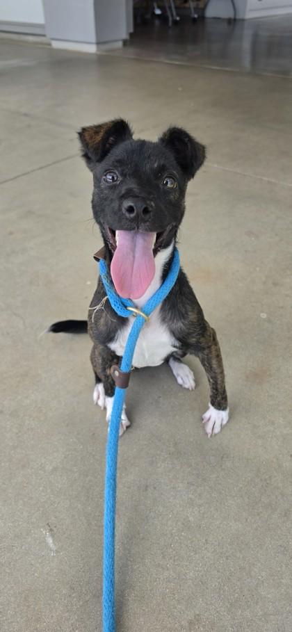 Enlarge Pretti, a Adoptable mixed breed in Honolulu, HI image 2/3