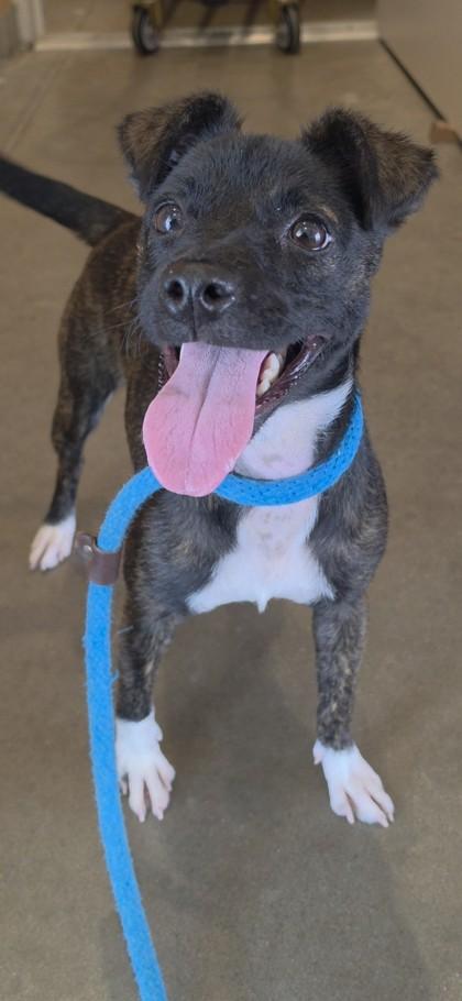 Enlarge Pretti, a Adoptable mixed breed in Honolulu, HI image 3/3