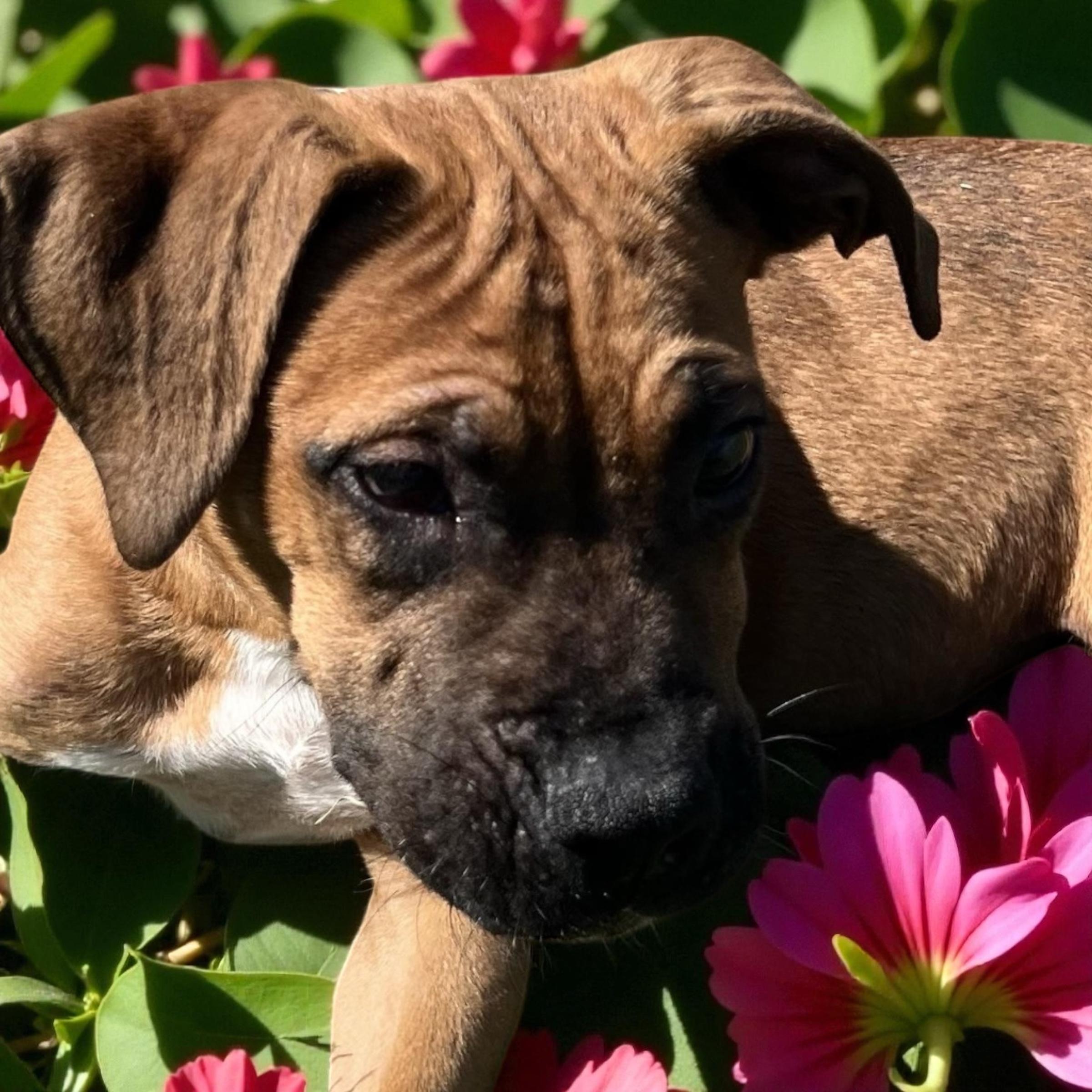 Bacon Jr. aka Bacon Junior