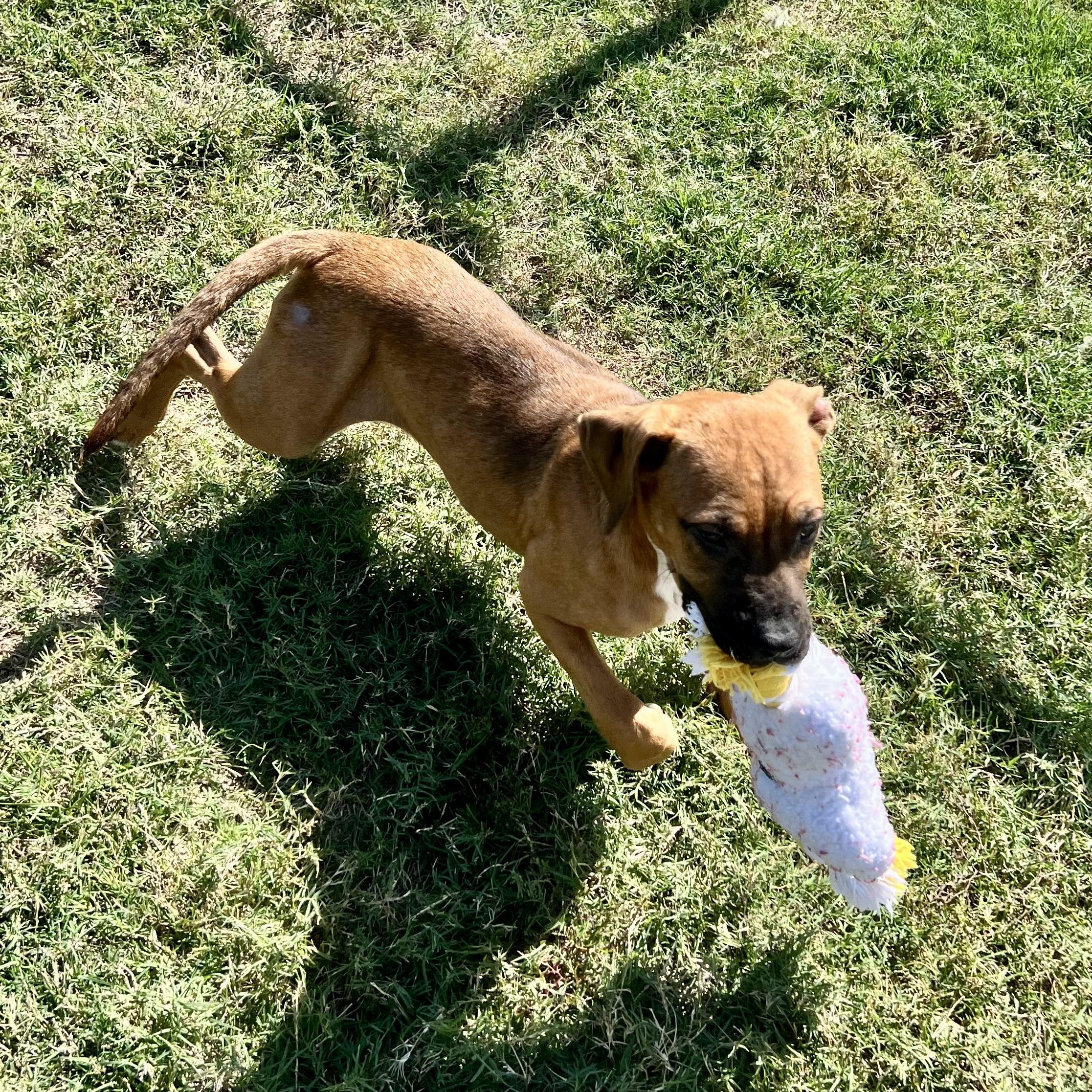 Bacon Jr. aka Bacon Junior 4