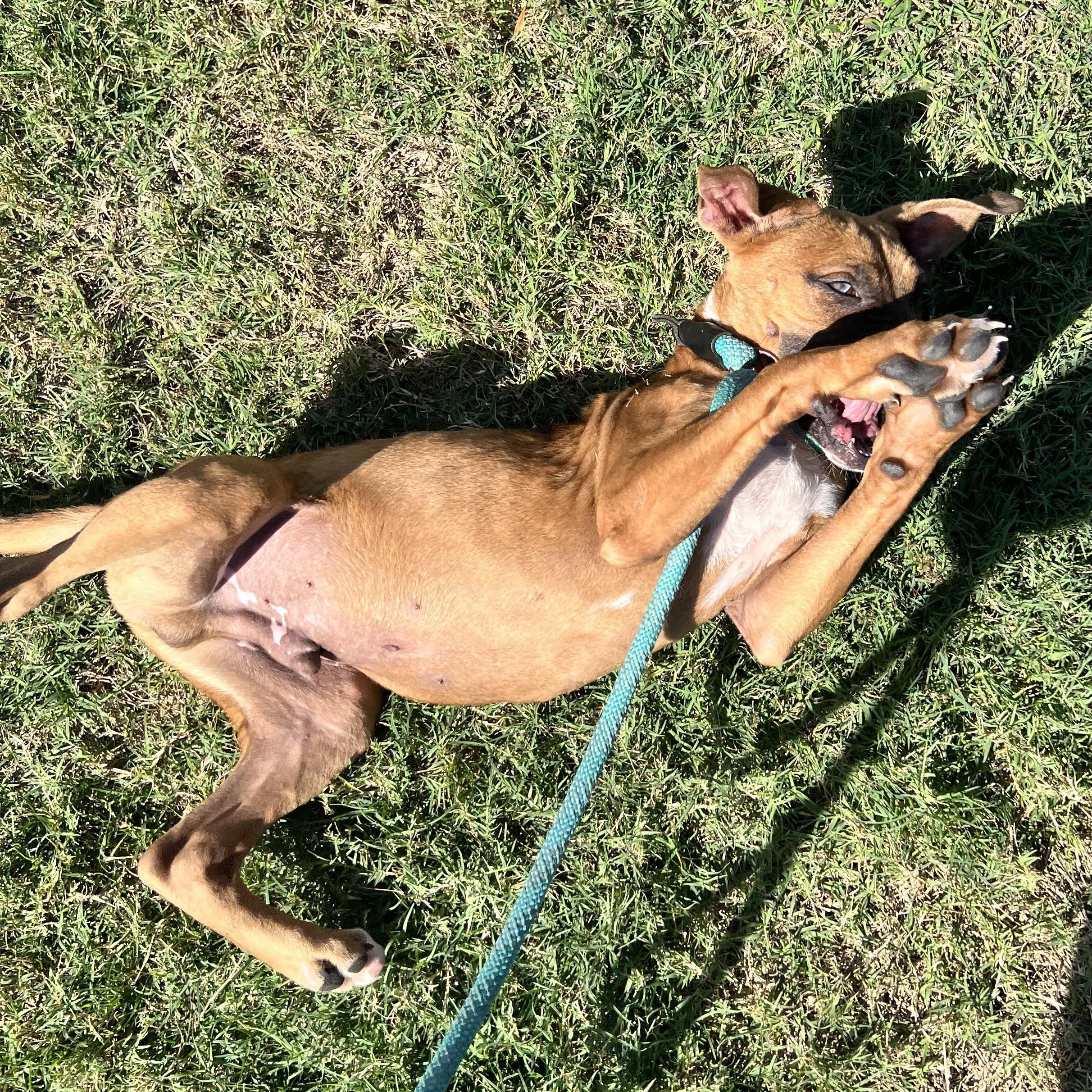 Bacon Jr. aka Bacon Junior 5