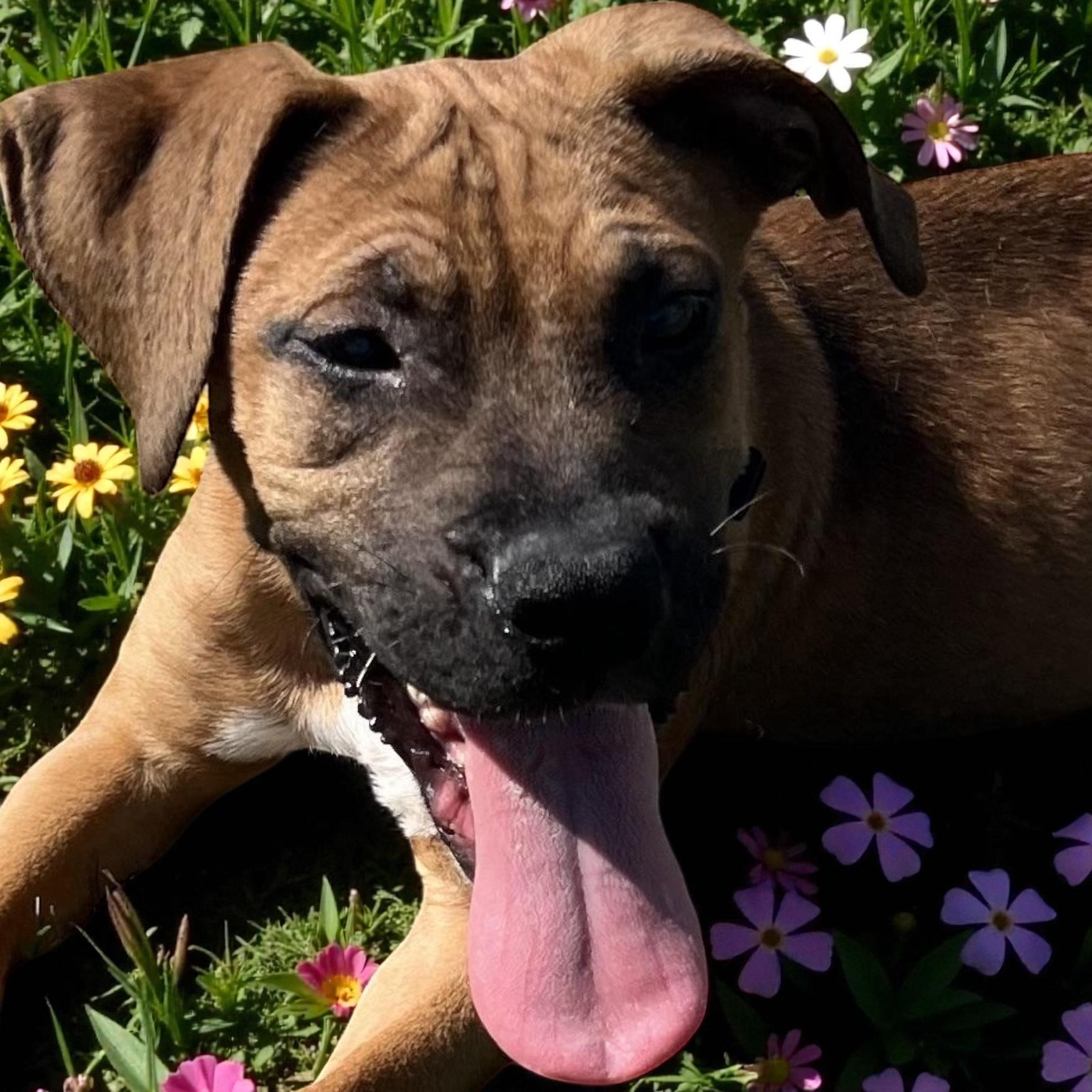 Bacon Jr. aka Bacon Junior 3