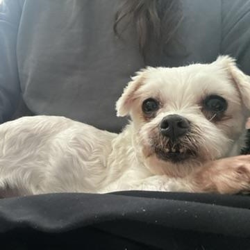 Enlarge Snowberry, a ADOPTABLE Maltese in New York, NY image 2/2