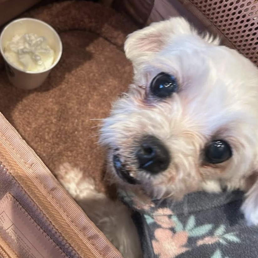 Snowberry, ADOPTABLE, Senior Female Maltese.