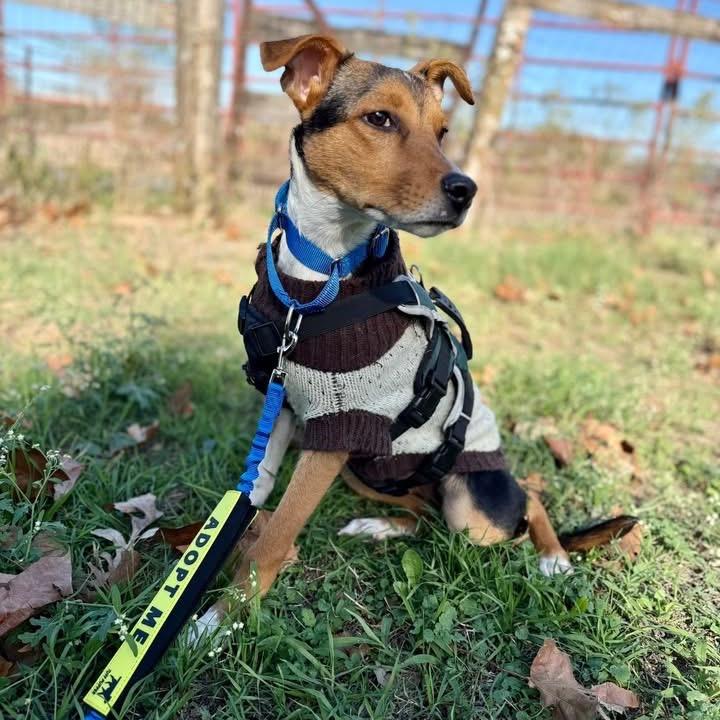 Enlarge Vincent, a Adoptable mixed breed in Austin, TX image 1/5