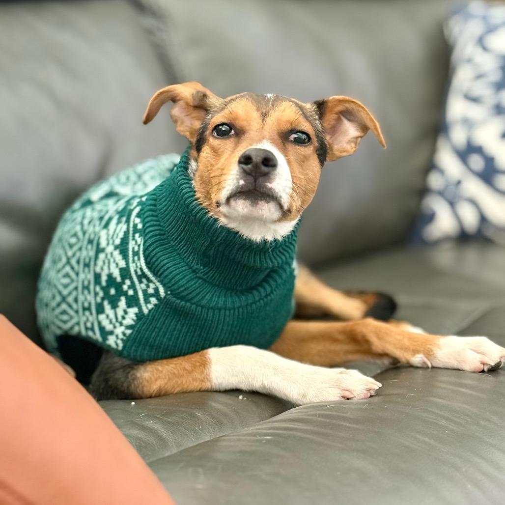 Enlarge Vincent, a Adoptable mixed breed in Austin, TX image 2/5