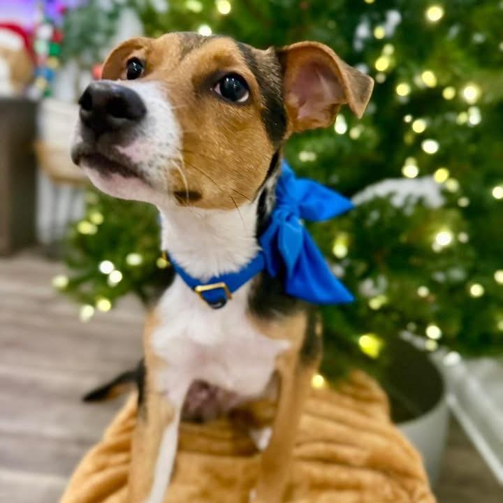 Enlarge Vincent, a Adoptable mixed breed in Austin, TX image 3/5