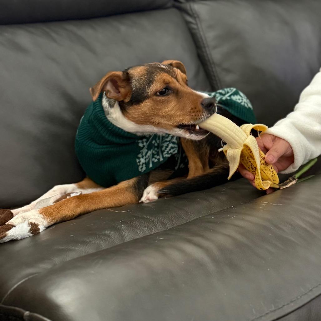 Enlarge Vincent, a Adoptable mixed breed in Austin, TX image 4/5