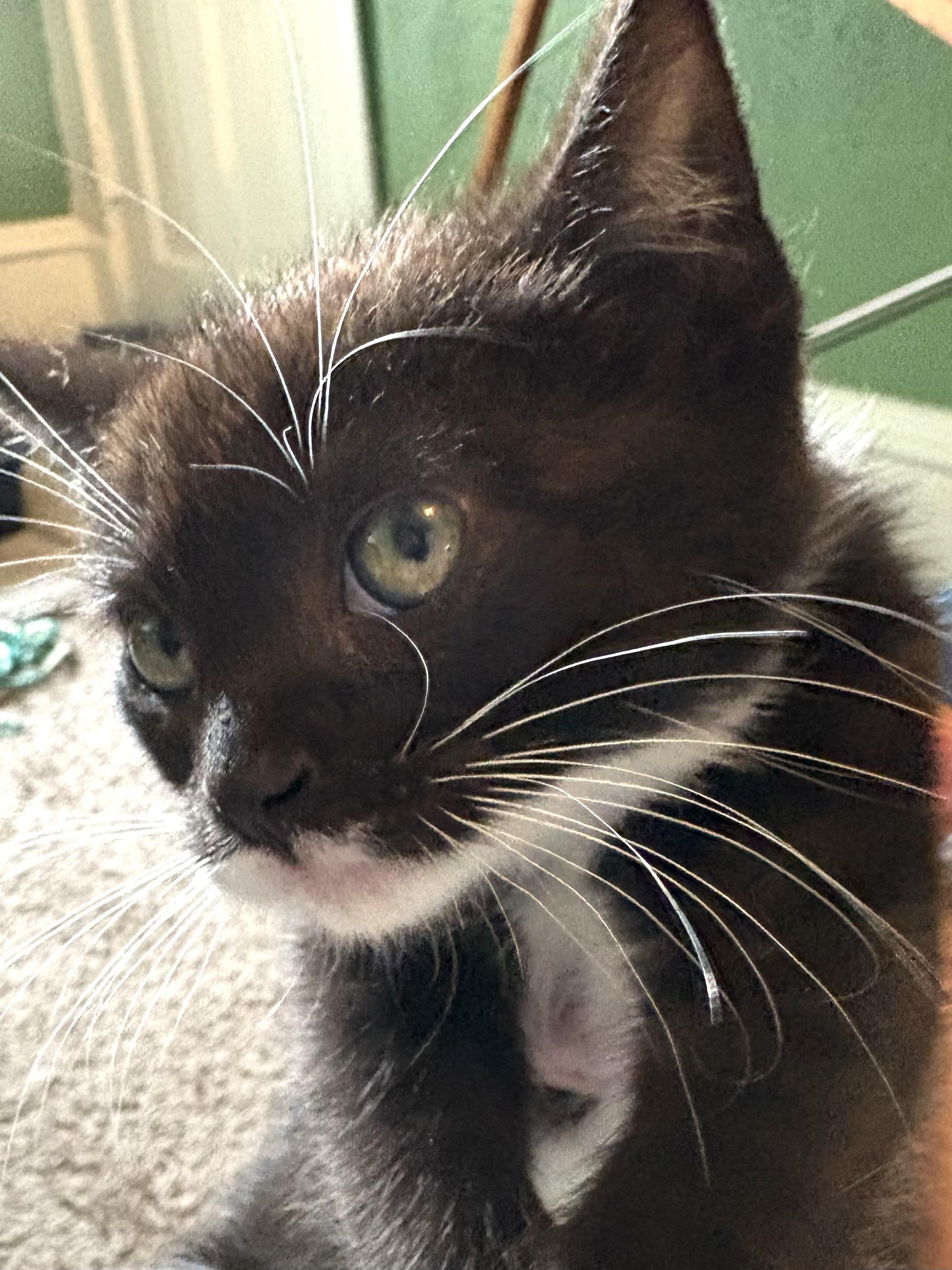 Adelaide, an adoptable mixed breed in Belvidere, IL image 2/3