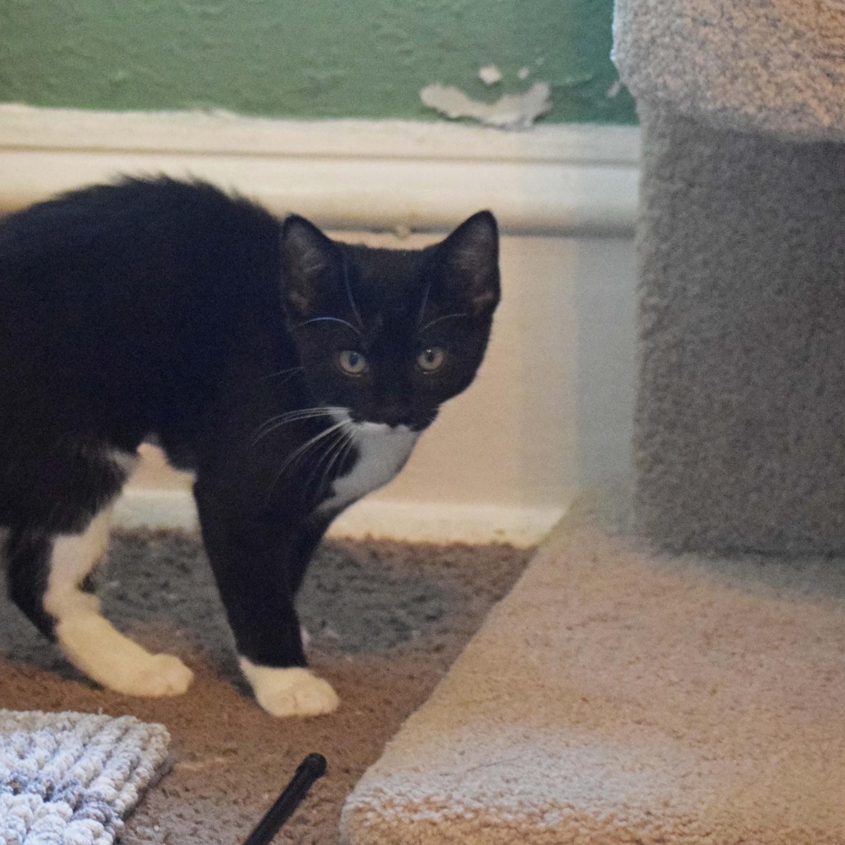 Adelaide, adoptable, Kitten Female Domestic Short Hair & Tuxedo.