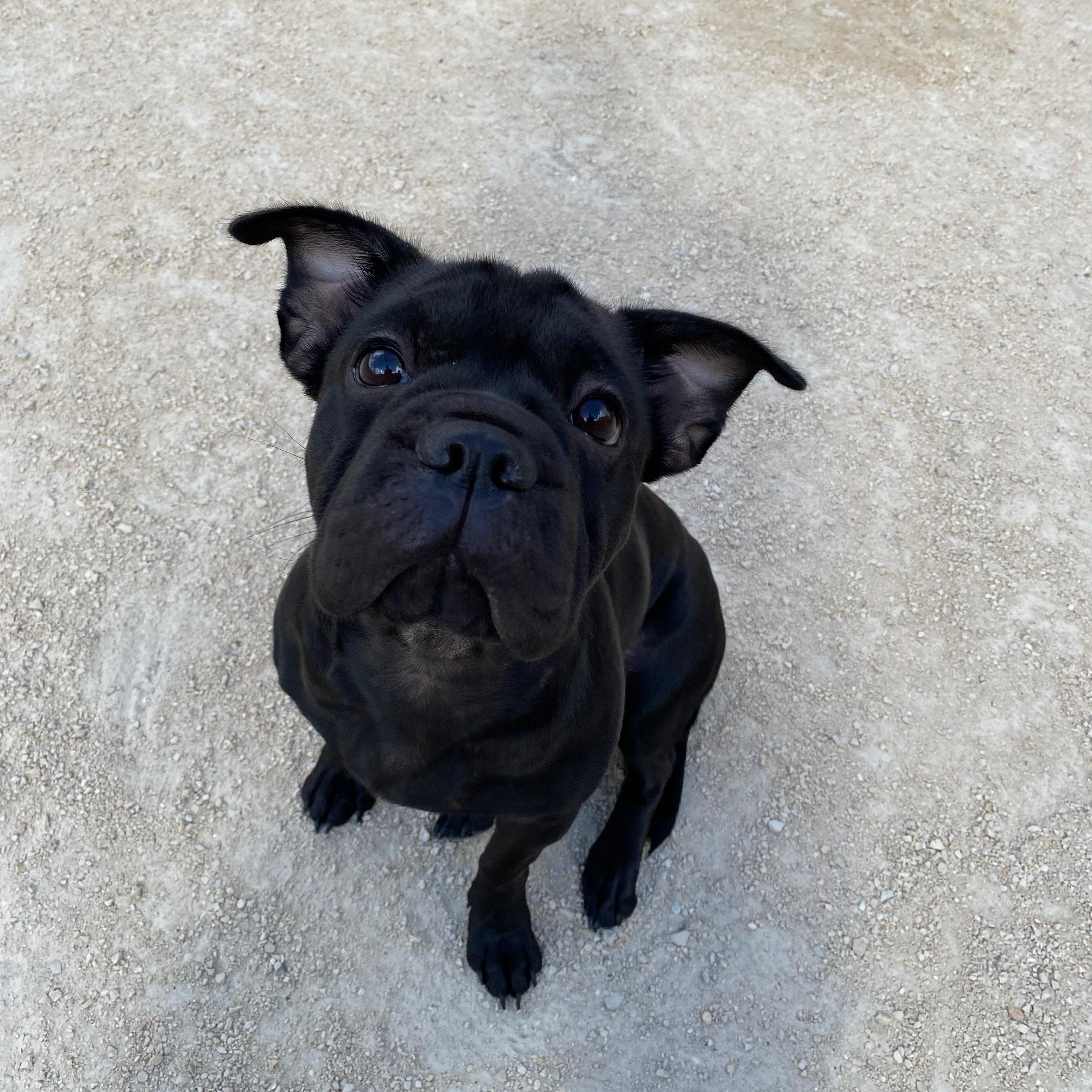 Suni, Adopted, Adult Female French Bulldog.