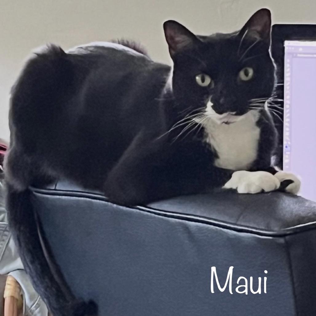 Maui, Adoptable, Adult Female Domestic Short Hair.