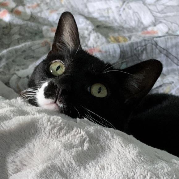 Enlarge Maui, a Adoptable Domestic Short Hair in TITUSVILLE, FL image 2/3