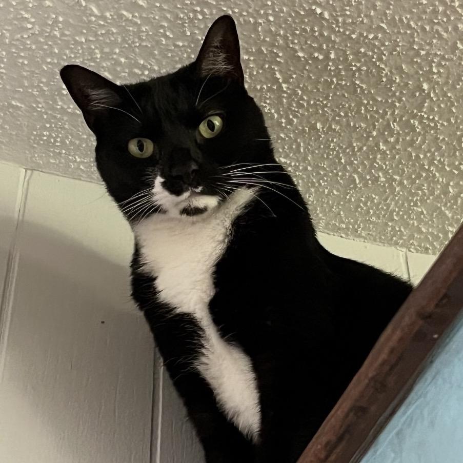 Enlarge Maui, a Adoptable Domestic Short Hair in TITUSVILLE, FL image 3/3