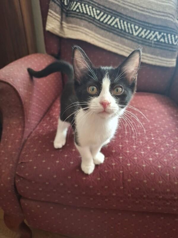 Buttercup - Flower litter, Adoptable, Young Female Tuxedo.