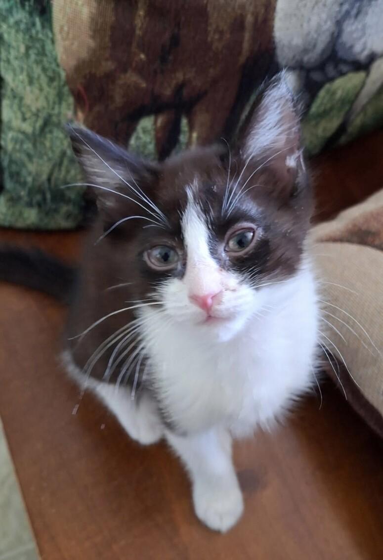 Enlarge Buttercup - Flower litter, a Adoptable Tuxedo in Anthem, AZ image 2/2