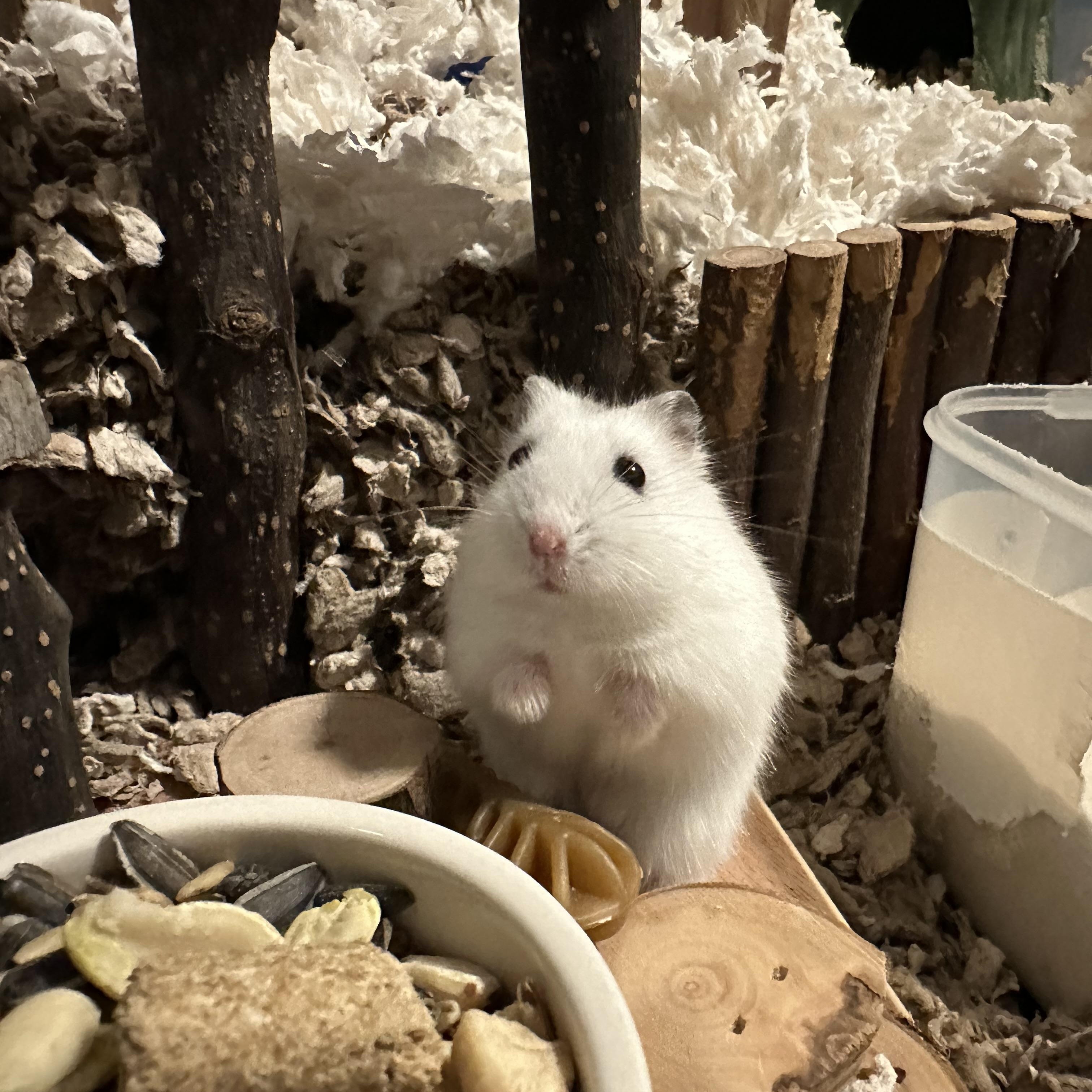 Kiwi, Young Female unknown