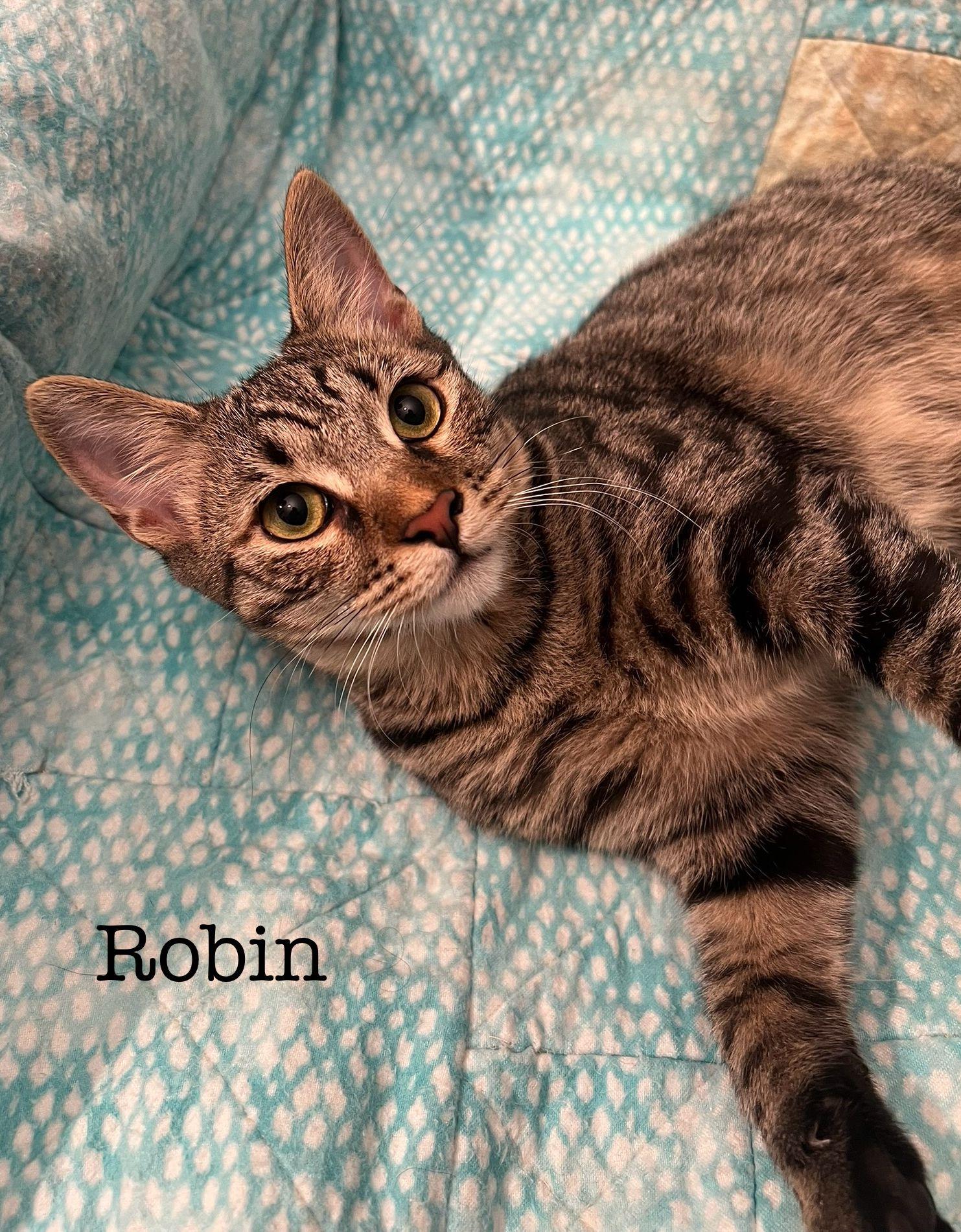 Enlarge Robin, a Adoptable Domestic Short Hair in Seal Beach, CA image 1/3