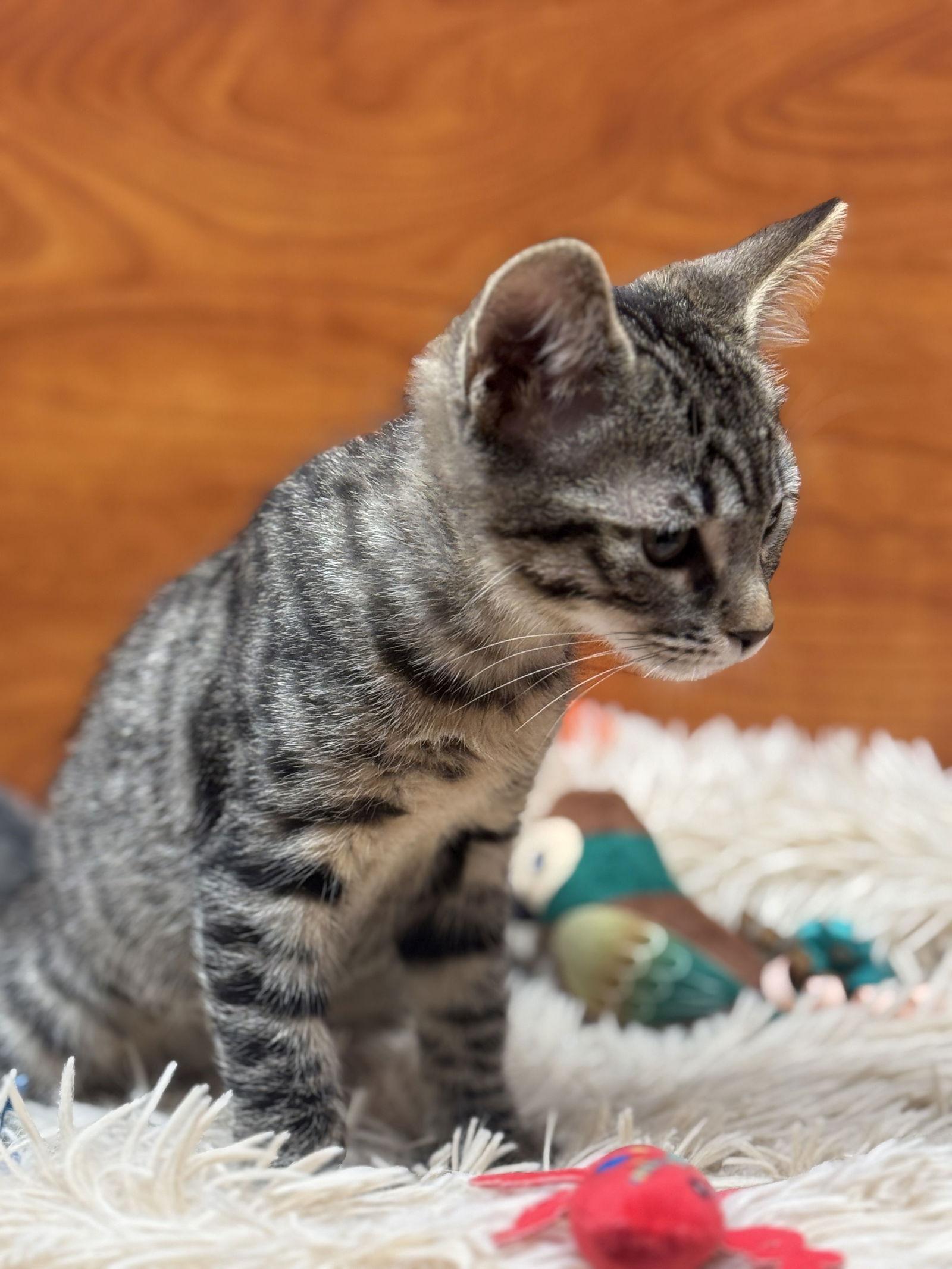 Enlarge Robin, a Adoptable Domestic Short Hair in Seal Beach, CA image 3/3