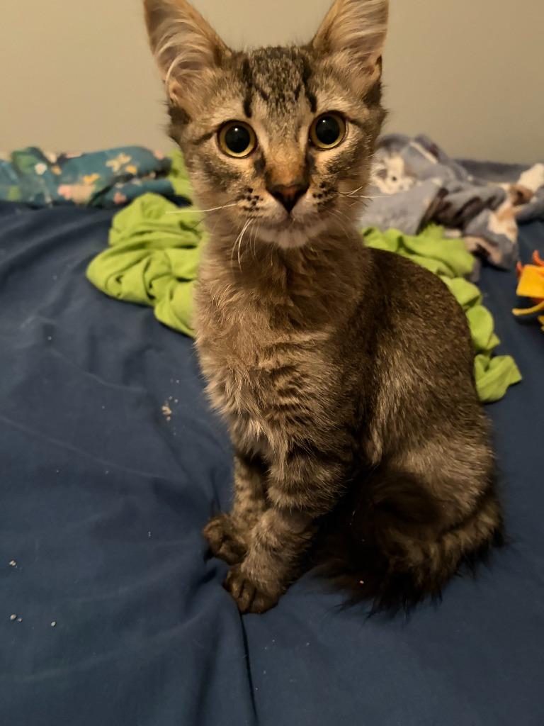 Oliver, Adoptable, Kitten Male Domestic Long Hair.