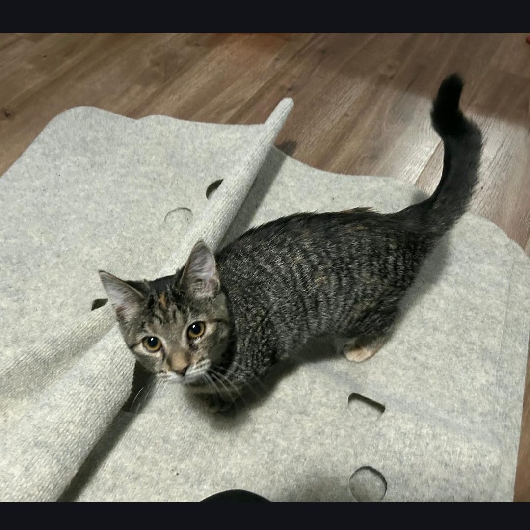 Enlarge LUNA, an adopted Domestic Short Hair in Lake City, MN image 1/3