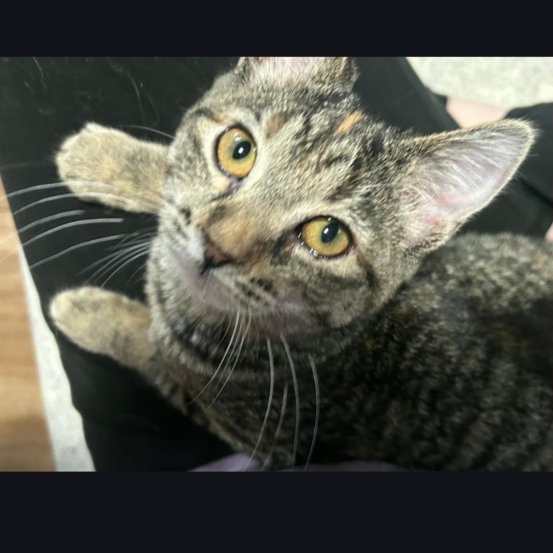 Enlarge LUNA, an adopted Domestic Short Hair in Lake City, MN image 2/3