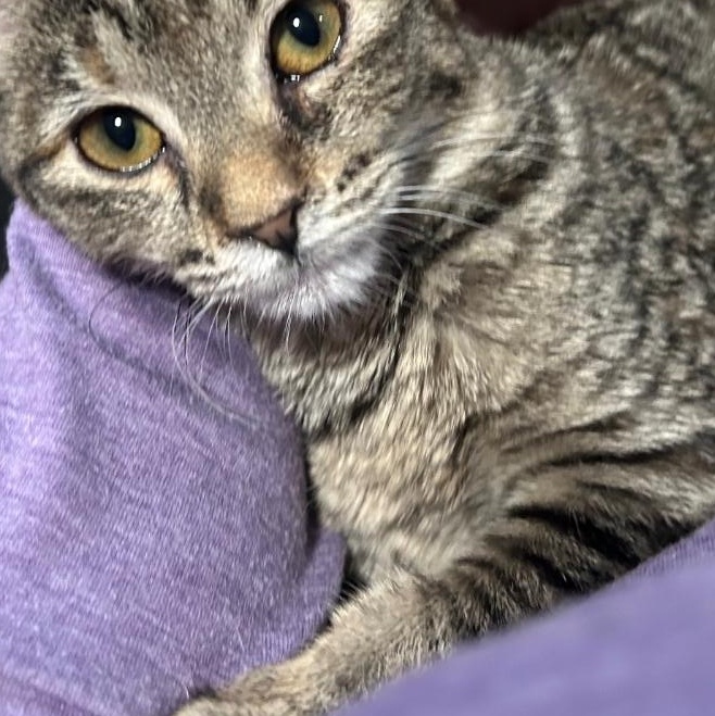 Enlarge LUNA, an adopted Domestic Short Hair in Lake City, MN image 3/3