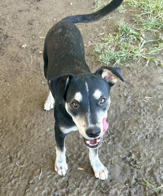 MAGGIE, Adoptable, Young Female German Shepherd Dog.