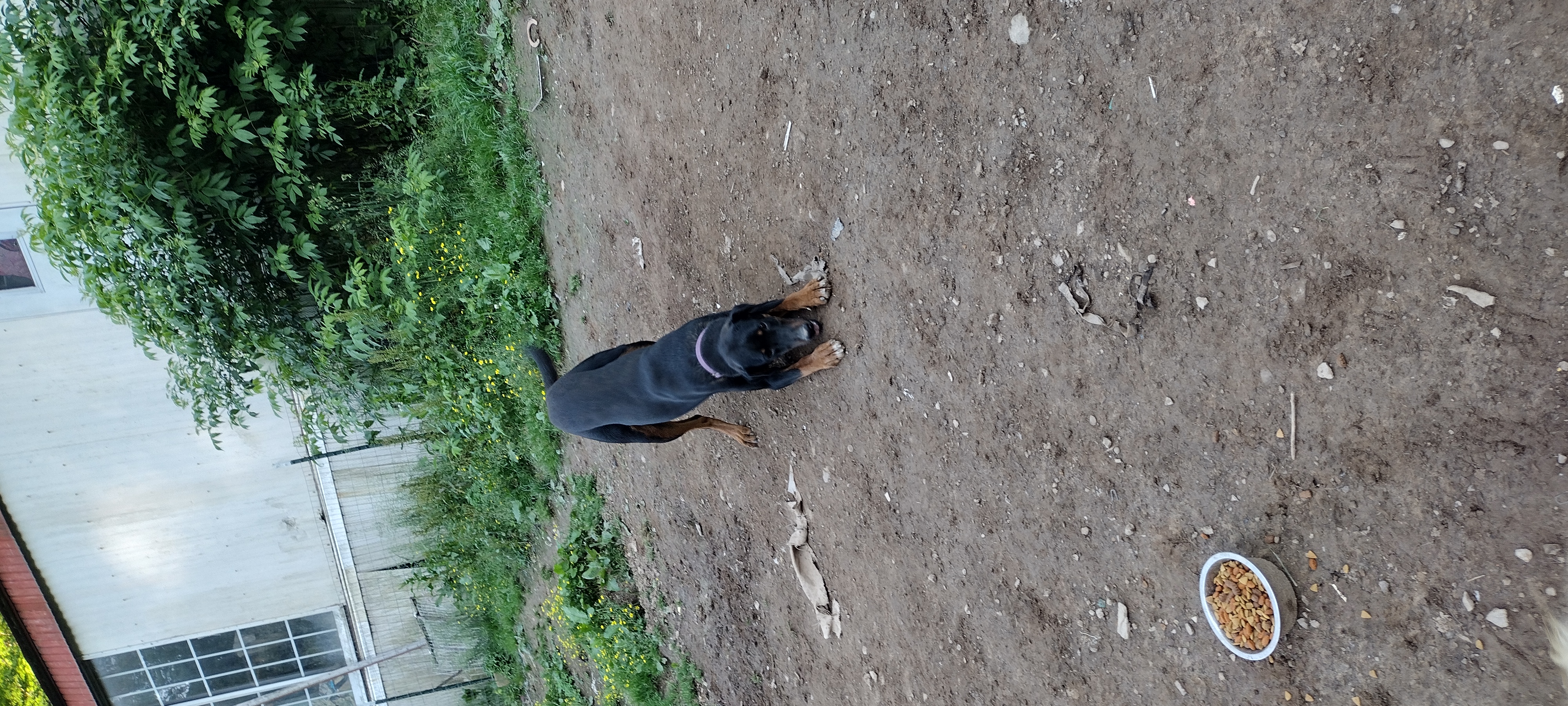 Titan, a Adopted mixed breed in Seth, WV image 1/6