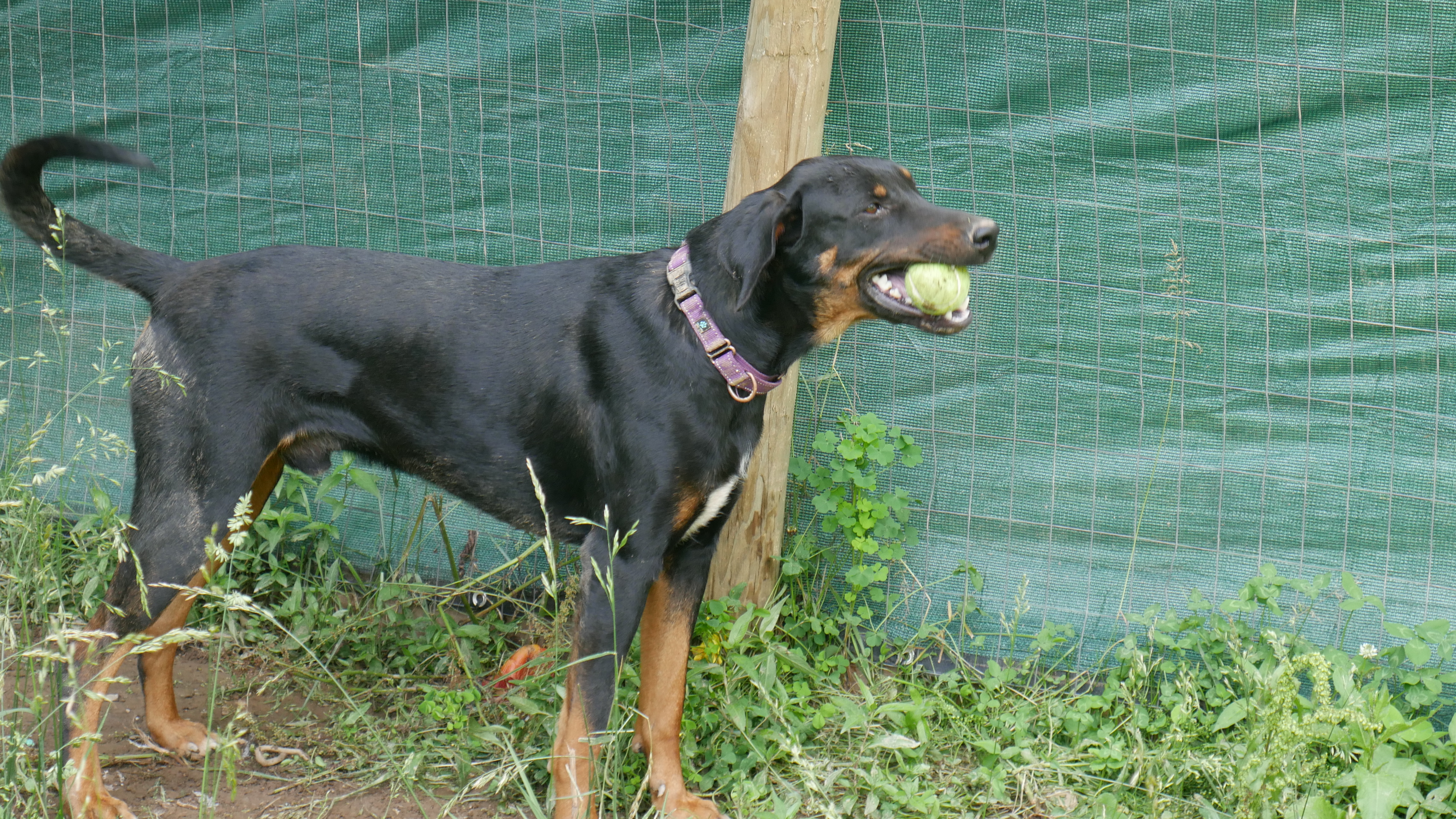 Titan, a Adopted mixed breed in Seth, WV image 3/6