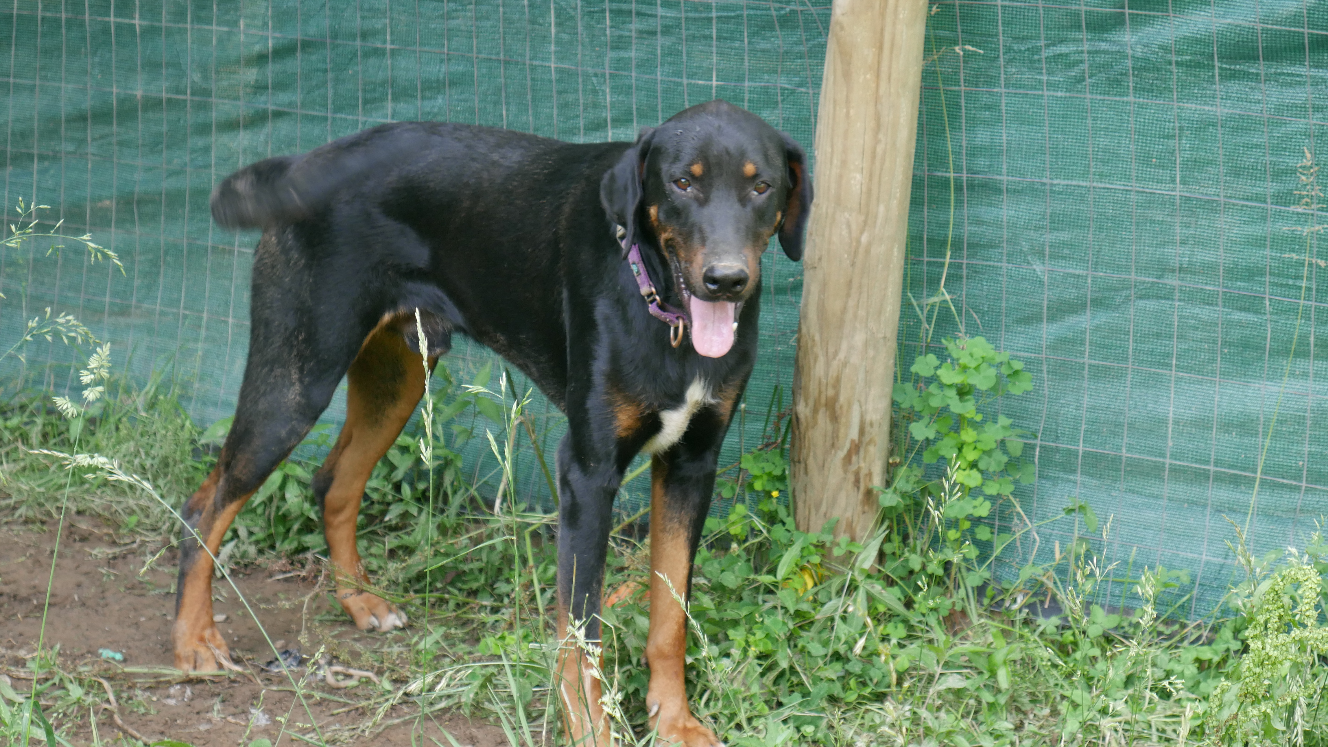 Titan, a Adopted mixed breed in Seth, WV image 5/6