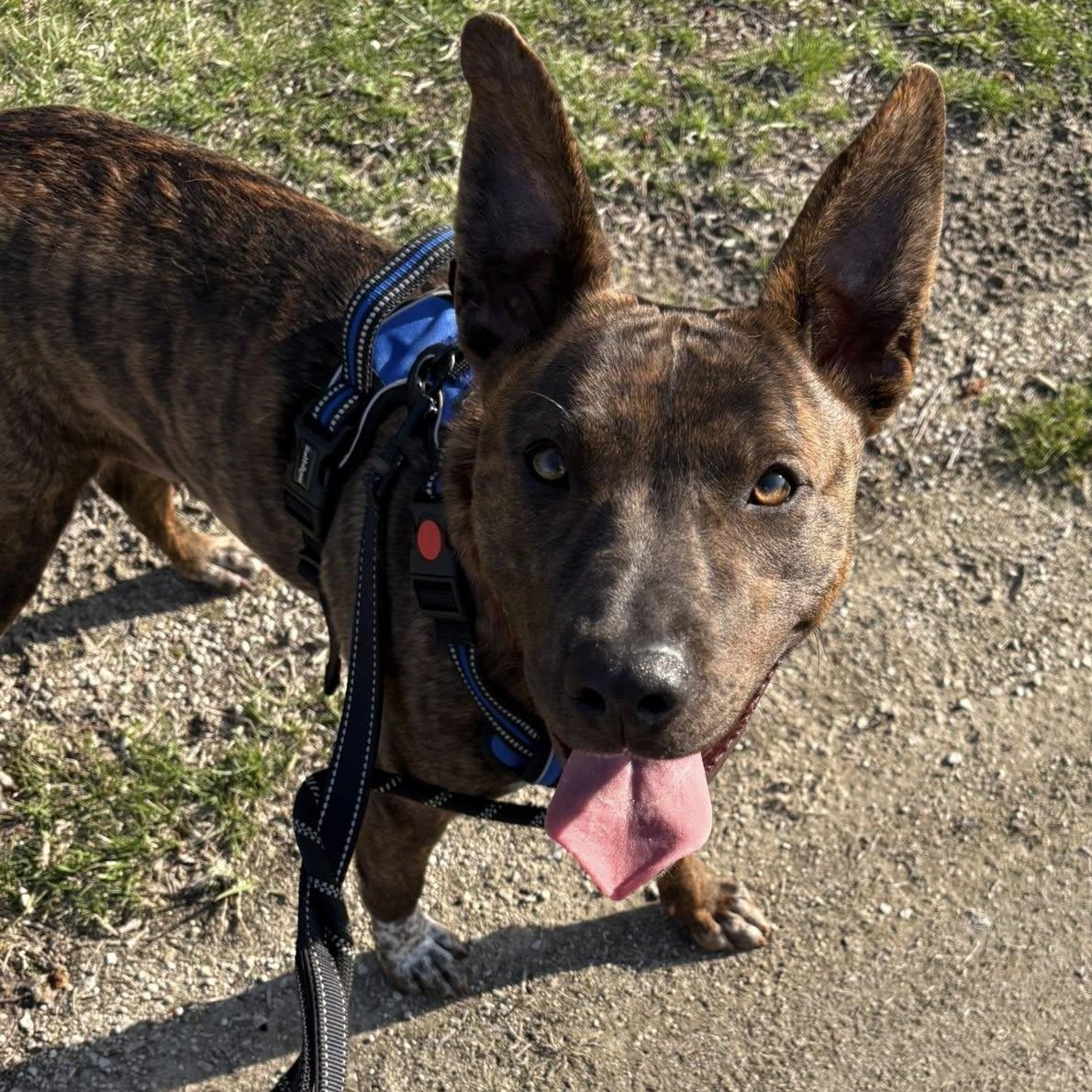 Joy, ADOPTABLE, Young Female Mountain Cur & Australian Cattle Dog / Blue Heeler.