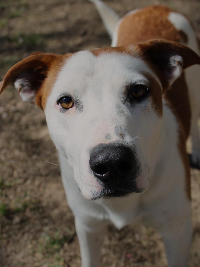 Baxter, a Adoptable Labrador Retriever in Nacogdoches, TX image 2/6